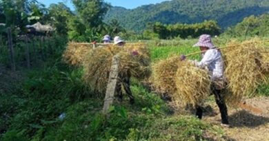 โครงการวิจัยหนุนเกษตรกรลดการเผา พลิกเศษวัสดุเกษตรเป็นวัสดุปลูกและคลุมดิน สร้างรายได้–ลดมลภาวะฝุ่น PM 2.5